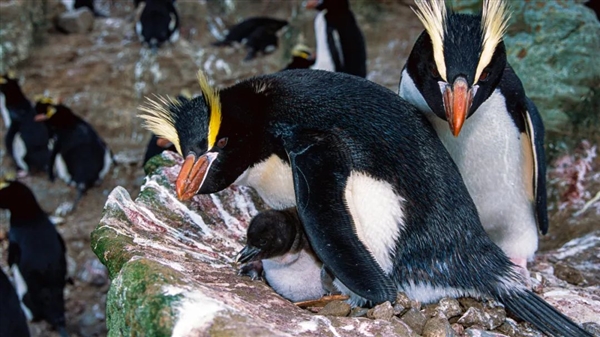 这类企鹅一次只下两个蛋 其中一个蛋注定要死