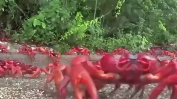 一年一度！澳大利亚圣诞岛红蟹大迁徙：组团过马路场面壮观