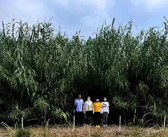 全球首次发布芦竹高质量基因组 我国植物能源创新获重大突破