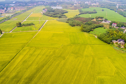 迎江区2023年促进农业高质量发展若干政策：再生稻补助多少？