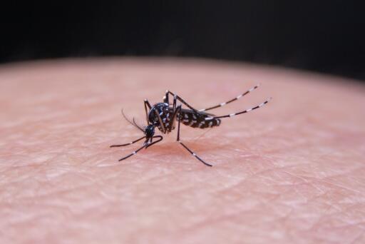 今年蚊子少了怎么回事-摄图网