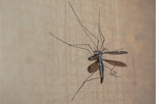 蚊子最怕的克星-摄图网