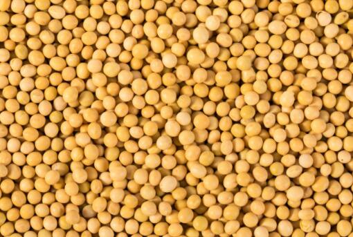 黄豆价格多少钱一斤2023年？2023黄豆后期会涨价吗？各地今日报价！