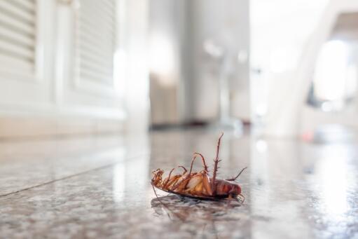 蟑螂有毒吗对人有危害吗？为什么不能用脚踩？