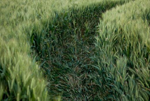 2023年小麦保险理赔标准一亩多少？小麦受灾定损标准是怎样的？