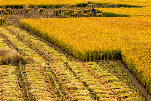 2023年天津市实际种粮农民一次性补贴标准：每亩补贴多少钱？