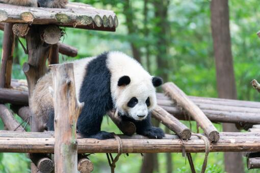 大熊猫饲养员招聘条件-摄图网