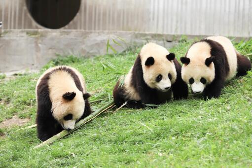 大熊猫饲养员-摄图网