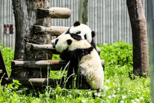 大熊猫饲养员一个月工资多少-摄图网