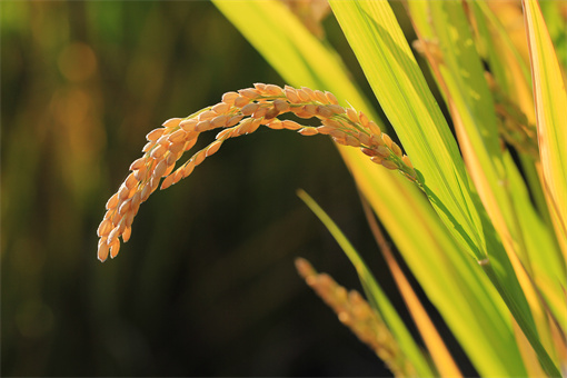 2022粮价马上要大涨了真的吗？2023年小麦保护价多少钱一斤？