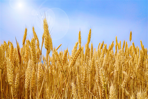 2023年小麦最低收购价多少钱一斤？2022年底小麦还会涨价吗？