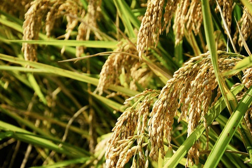 2022年稻谷价格最新行情：多少钱一斤？水稻后期能涨价吗？