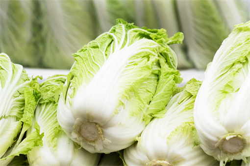 常见的白菜品种有哪些？白菜生长周期是多久？