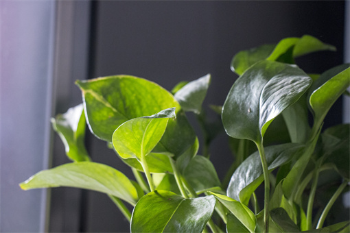 室内养什么绿植能净化空气？附六种“健康花”介绍