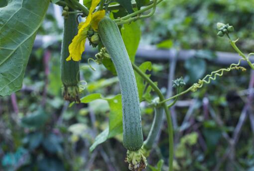 2024年海南三亚冬春季瓜菜种植补贴最新政策-摄图网