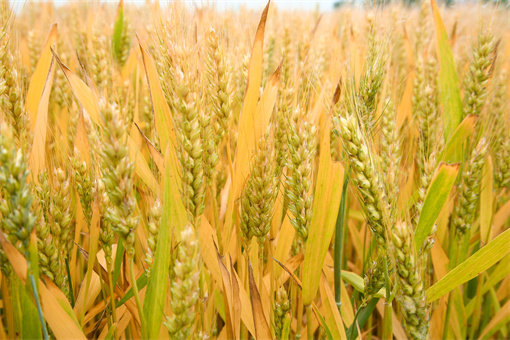小麦今日最新价格多少钱一斤？未来几天价格行情会是怎样？附小麦农情最新消息