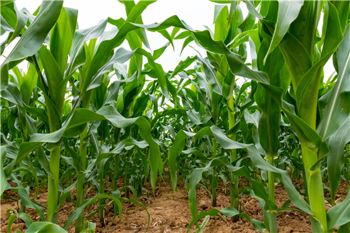 2024大豆玉米带状复合种植补贴政策：每亩补贴多少钱？