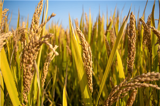 2024成都种植稻谷补贴政策主要有哪些？一亩水稻补贴多少钱？