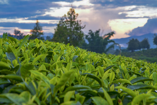 2024年云南省茶产业奖补政策：获得认证的绿色茶园奖补多少？
