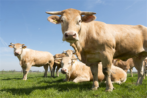 市面上肉牛有哪些品种？散养和圈养分别养什么牛比较好？