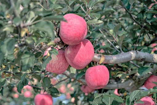 2024年陕西榆林子洲县山地苹果产业奖补政策：每亩补助多少？