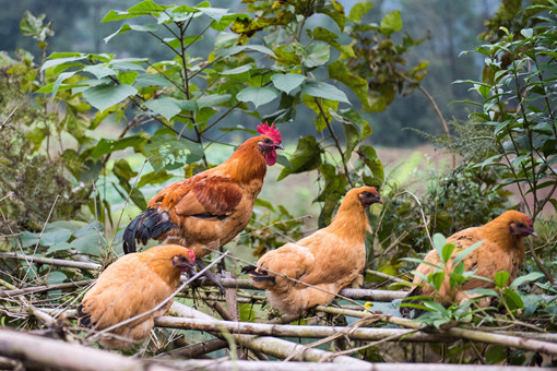 2024年重庆丰都县三建乡养殖种植奖补政策：养鸡每只补贴多少？