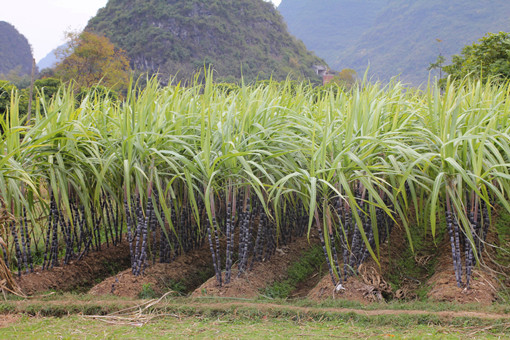 2024年福建泰宁县开善乡种植养殖补助政策：种植甘蔗补助多少？