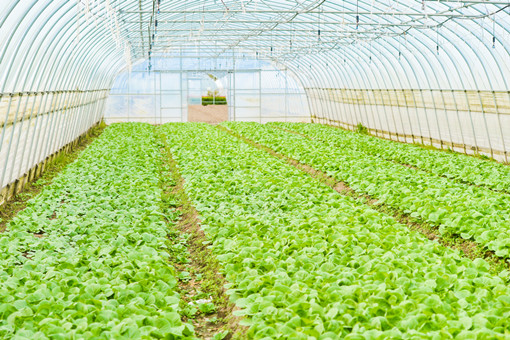 2024年安徽黄山祁门县种植养殖补助政策：大棚蔬菜补助多少？